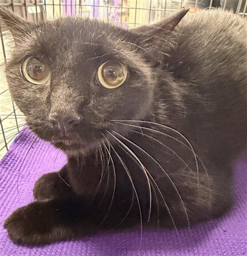 picture of the cat needing adoption