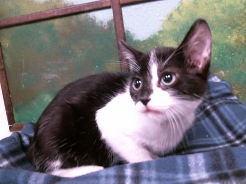 picture of the cat needing adoption