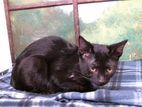 picture of the cat needing adoption