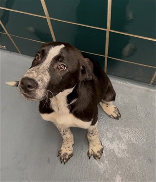 picture of the dog needing adoption