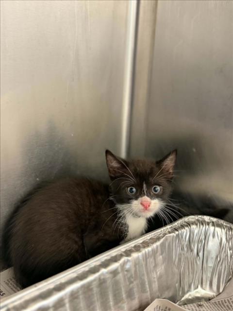 picture of the cat needing adoption