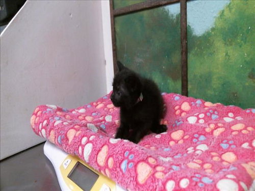 picture of the cat needing adoption