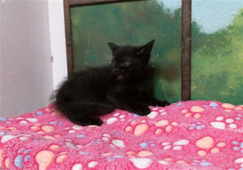 picture of the cat needing adoption