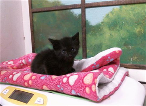 picture of the cat needing adoption