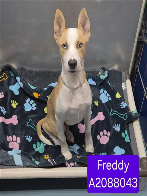 Freddy - Siberian Husky