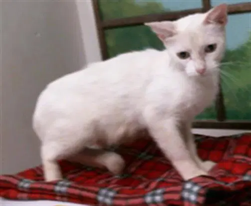 Avery - Domestic Short Hair