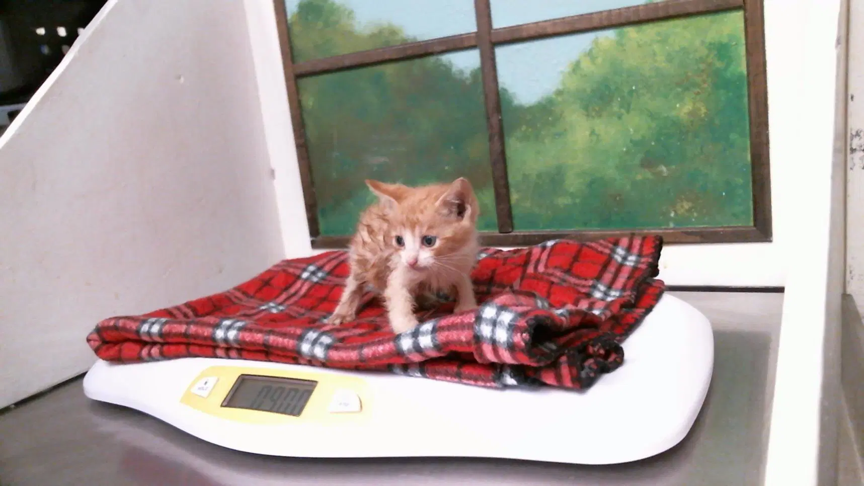 Ginger - Domestic Short Hair