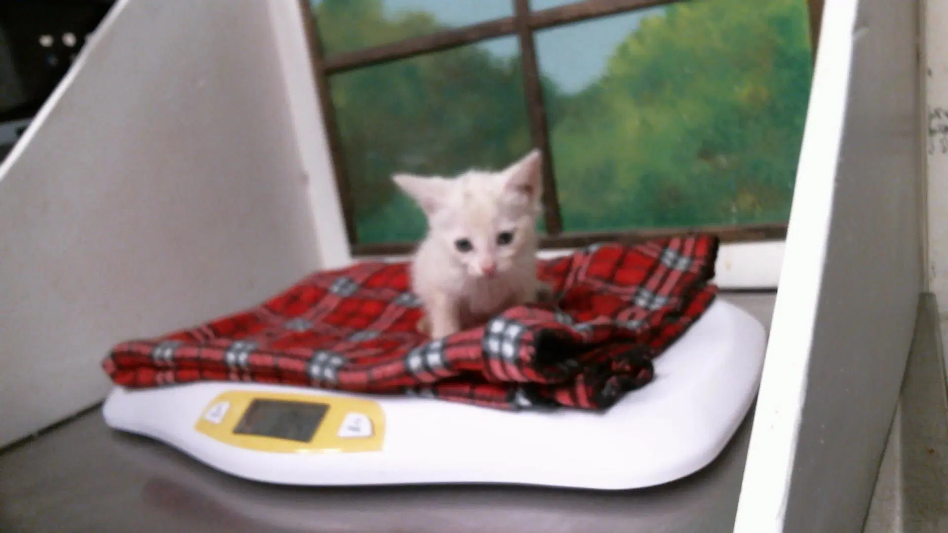 Angel - Domestic Short Hair