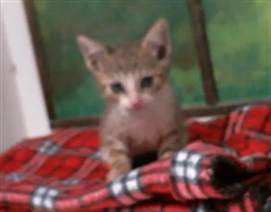 Jackson - Domestic Short Hair