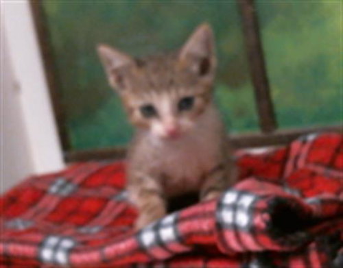 JACKSON, a cat for adoption from City of Houston, Bureau of Animal Regulation and Care