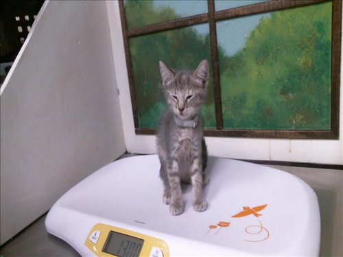 picture of the cat needing adoption