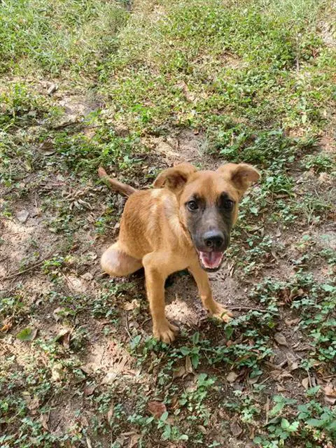 Elizabeth - German Shepherd Dog