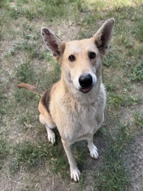 Siri - German Shepherd Dog