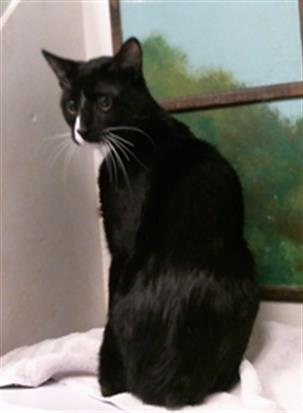 picture of the cat needing adoption