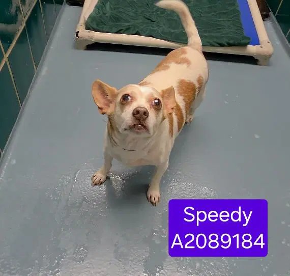Speedy - Chihuahua