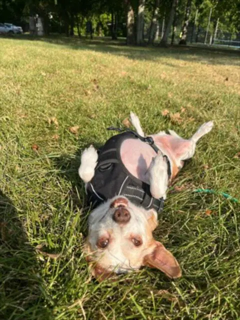 Speedy - Chihuahua
