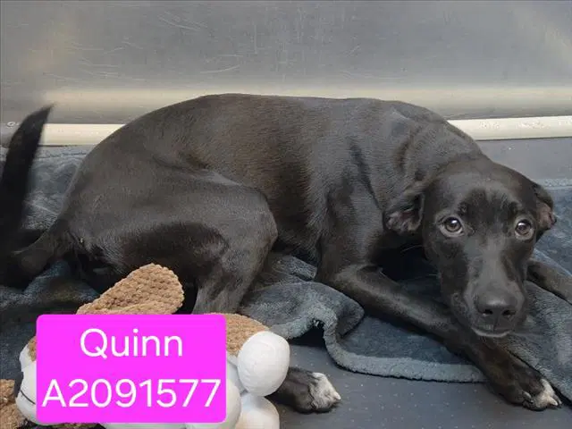 Quinn - Labrador Retriever