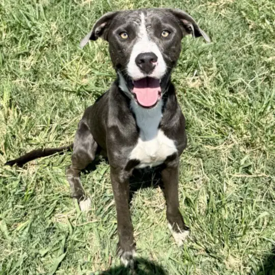 Archie - Staffordshire Bull Terrier