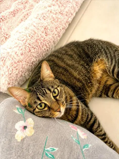 Cai - Domestic Short Hair