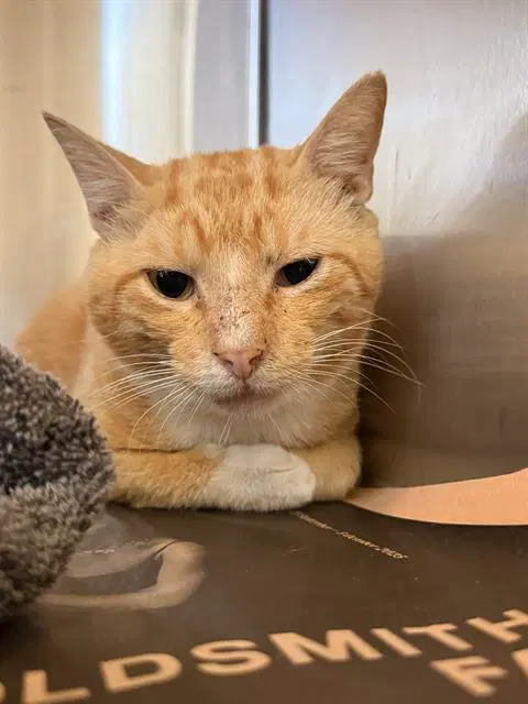 Pluto - Domestic Short Hair