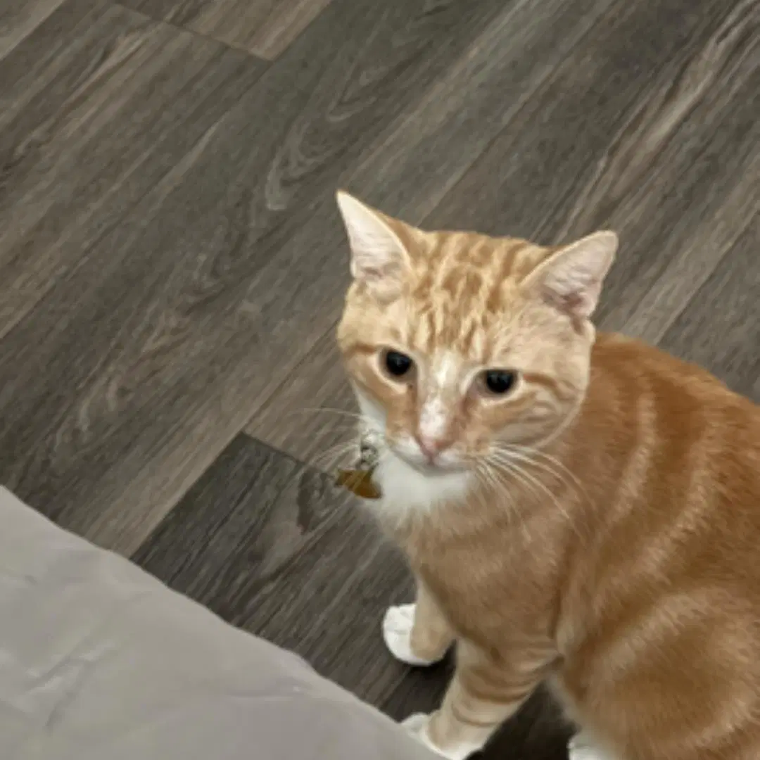 Tommy - Domestic Short Hair