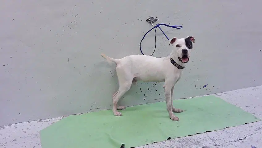 Pongo - Staffordshire Bull Terrier