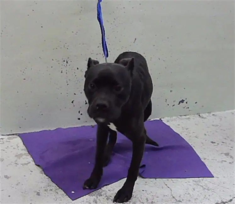 Kyng - Labrador Retriever