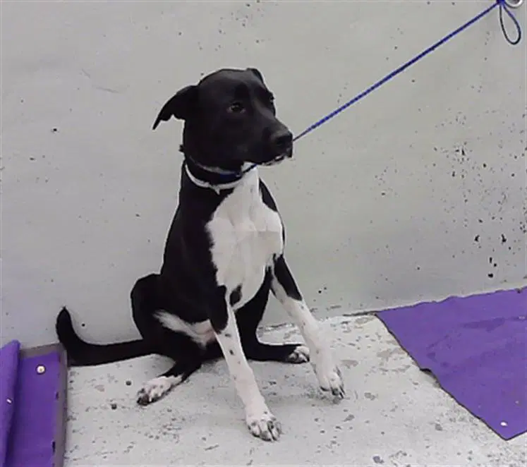 Shiloh - Staffordshire Bull Terrier