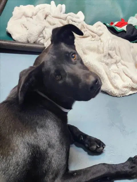 Sabrina - Labrador Retriever