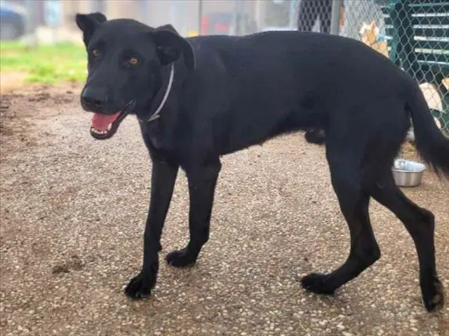 Sabrina - Labrador Retriever