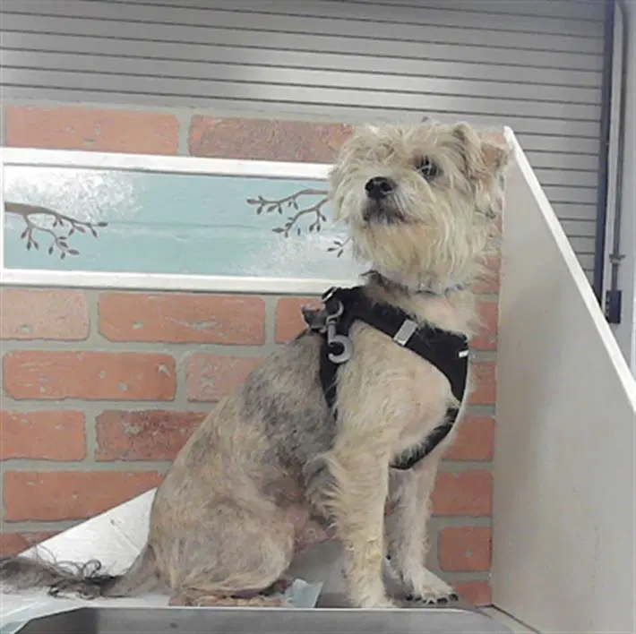 Jax - Miniature Schnauzer