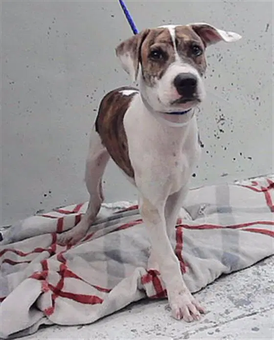 Unknown - American Staffordshire Terrier
