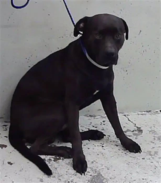 Tedd - Staffordshire Bull Terrier