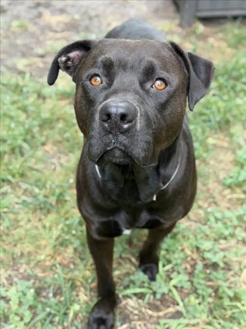Tedd - Staffordshire Bull Terrier