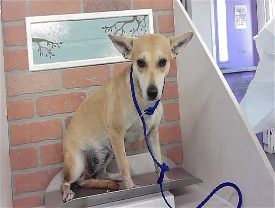 Unknown - Chihuahua