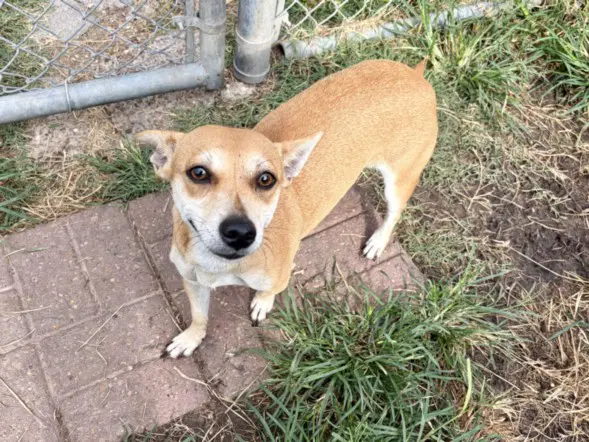 Unknown - Chihuahua