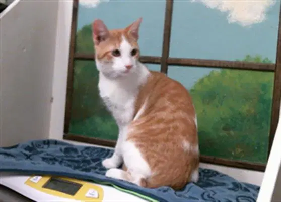 Toby image 1