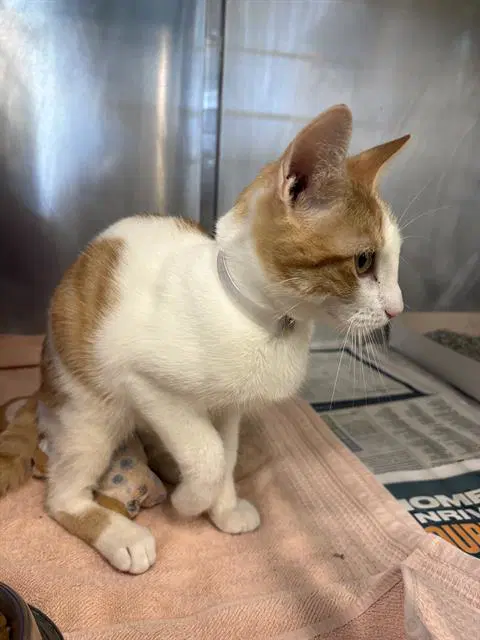 Toby - Domestic Short Hair