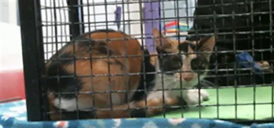 Unknown - Domestic Short Hair