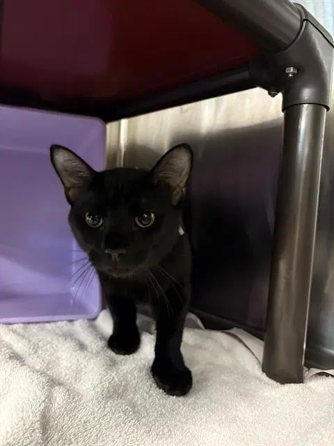 Bb - Domestic Short Hair