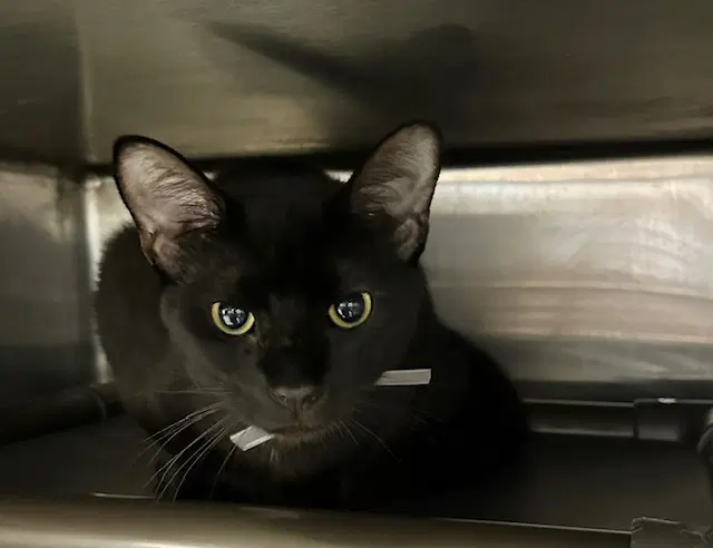 Bb - Domestic Short Hair