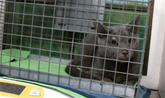 Unknown - Domestic Short Hair