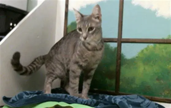 Snookie image 1