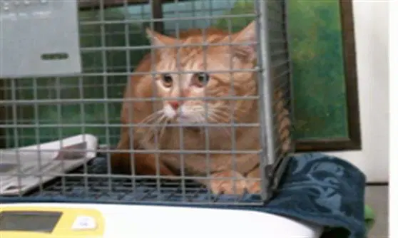 Unknown - Domestic Short Hair