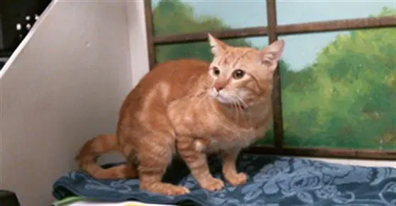 Unknown - Domestic Short Hair