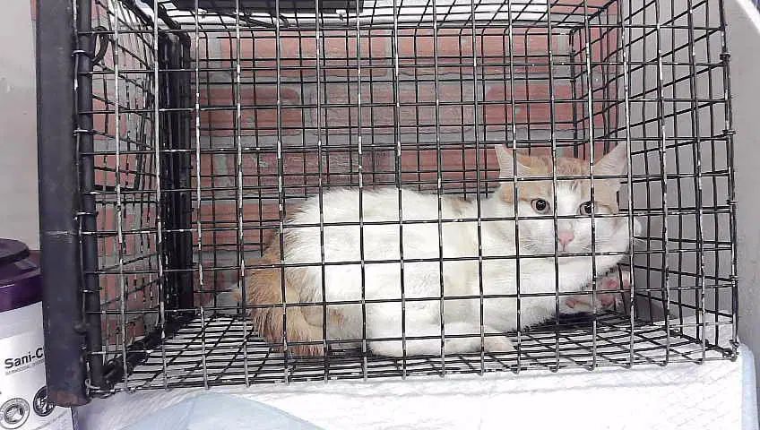 Unknown - Domestic Medium Hair