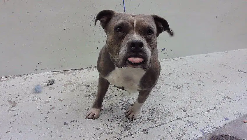 Latte - Staffordshire Bull Terrier