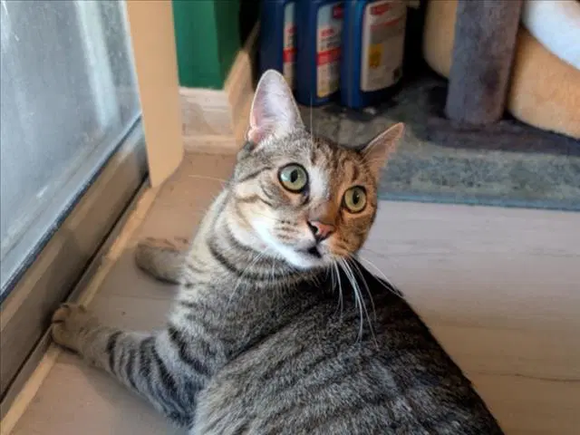 Stripe - Domestic Short Hair