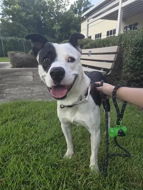 Pirata - Staffordshire Bull Terrier