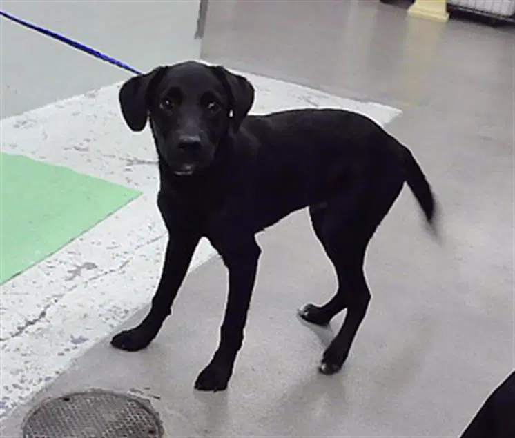 Leo - Labrador Retriever